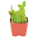 Buy 2" Schlumbergera truncata 'Thanksgiving Cactus' (Limited) online. This charming epiphytic cactus is admired for its colorful blooms and cascading growth habit that make it a standout when in flower. It prefers bright, filtered light, evenly moist but well-draining soil, and occasional watering. An excellent choice for brightening homes, offices, or seasonal plant collections.