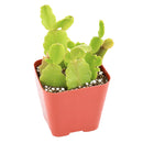 Buy 2" Schlumbergera truncata 'Thanksgiving Cactus' (Limited) online. This charming epiphytic cactus is admired for its colorful blooms and cascading growth habit that make it a standout when in flower. It prefers bright, filtered light, evenly moist but well-draining soil, and occasional watering. An excellent choice for brightening homes, offices, or seasonal plant collections.