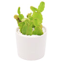 Buy 2" Schlumbergera truncata 'Thanksgiving Cactus' (Limited) online. This charming epiphytic cactus is admired for its colorful blooms and cascading growth habit that make it a standout when in flower. It prefers bright, filtered light, evenly moist but well-draining soil, and occasional watering. An excellent choice for brightening homes, offices, or seasonal plant collections.