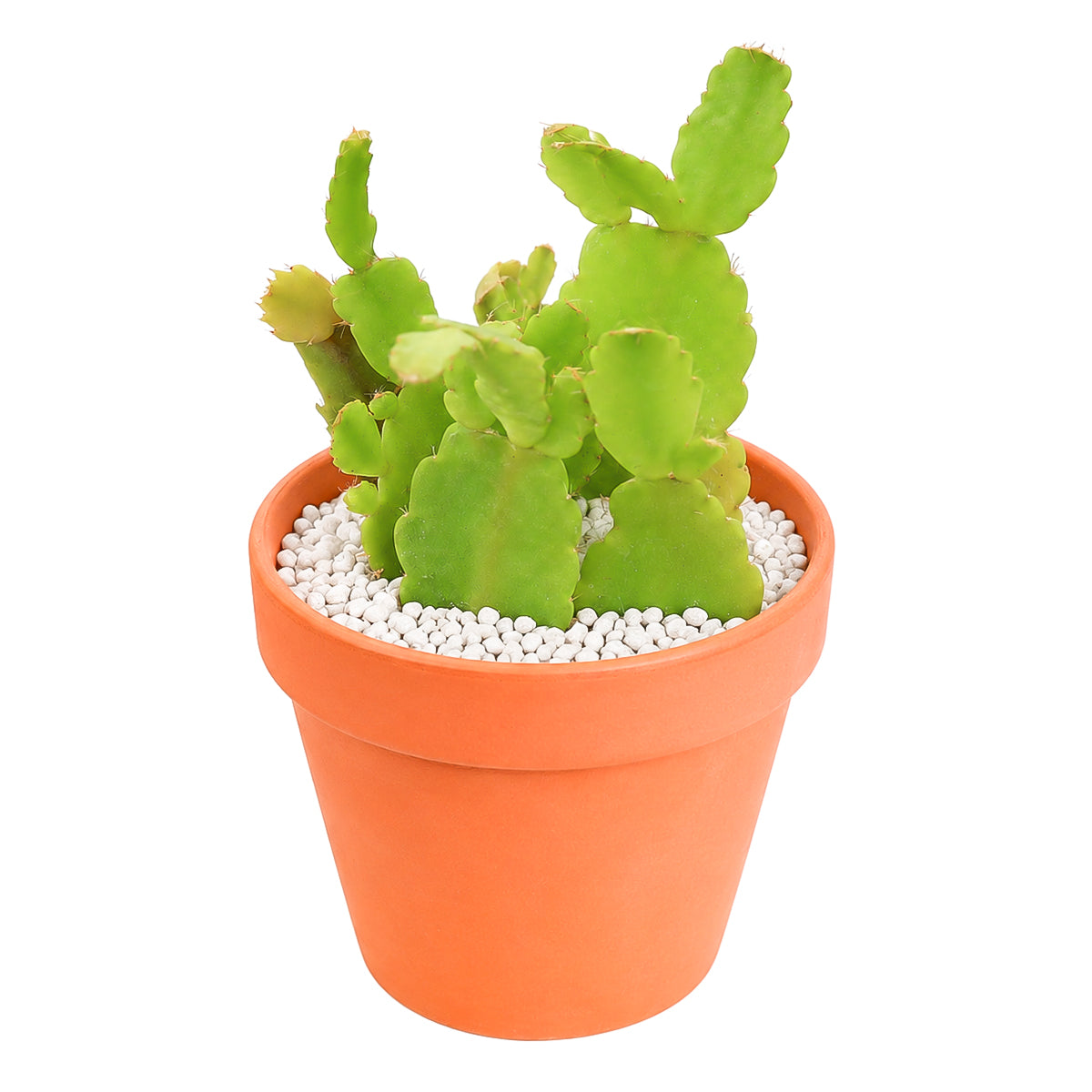 Buy 2" Schlumbergera truncata 'Thanksgiving Cactus' (Limited) online. This beautiful holiday cactus features flattened, segmented stems that produce vibrant seasonal blooms, bringing color and elegance to any indoor space. It thrives in bright, indirect light with well-draining soil and moderate watering during active growth. A wonderful addition to houseplant collections, windowsills, or festive home décor.