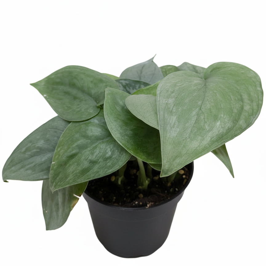 Buy Scindapsus Platinum Java Rare Silver Pothos Variety 4 inch for sale, Stunning Silver Hero Plant, Beautiful foliage houseplants for home decoration