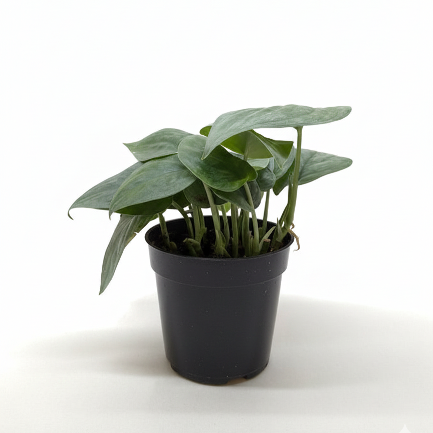 Rare Scindapsus varieties 4 inch plastic pot for sale, Trailing silver houseplants for gift decor ideas