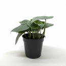 Rare Scindapsus varieties 4 inch plastic pot for sale, Trailing silver houseplants for gift decor ideas