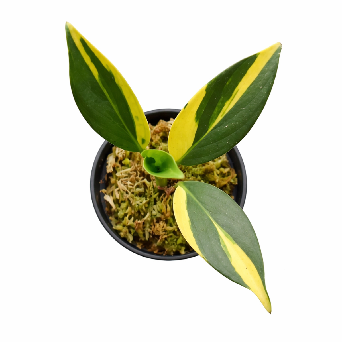 Variegated Scindapsus Coriaceus live plant in 3 inch grower pot, Variegated aroid collector, Live houseplant gift ideas