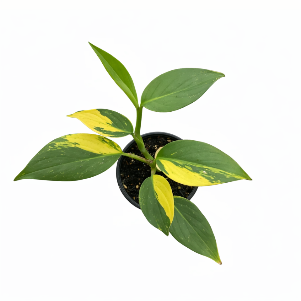 Variegated Scindapsus Coriaceus live plant in 3 inch grower pot, Variegated aroid collector, Live houseplant gift ideas