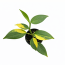Variegated Scindapsus Coriaceus live plant in 3 inch grower pot, Variegated aroid collector, Live houseplant gift ideas