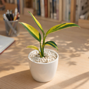 Variegated Scindapsus Coriaceus live plant in 3 inch grower pot, Variegated aroid collector, Live houseplant gift ideas