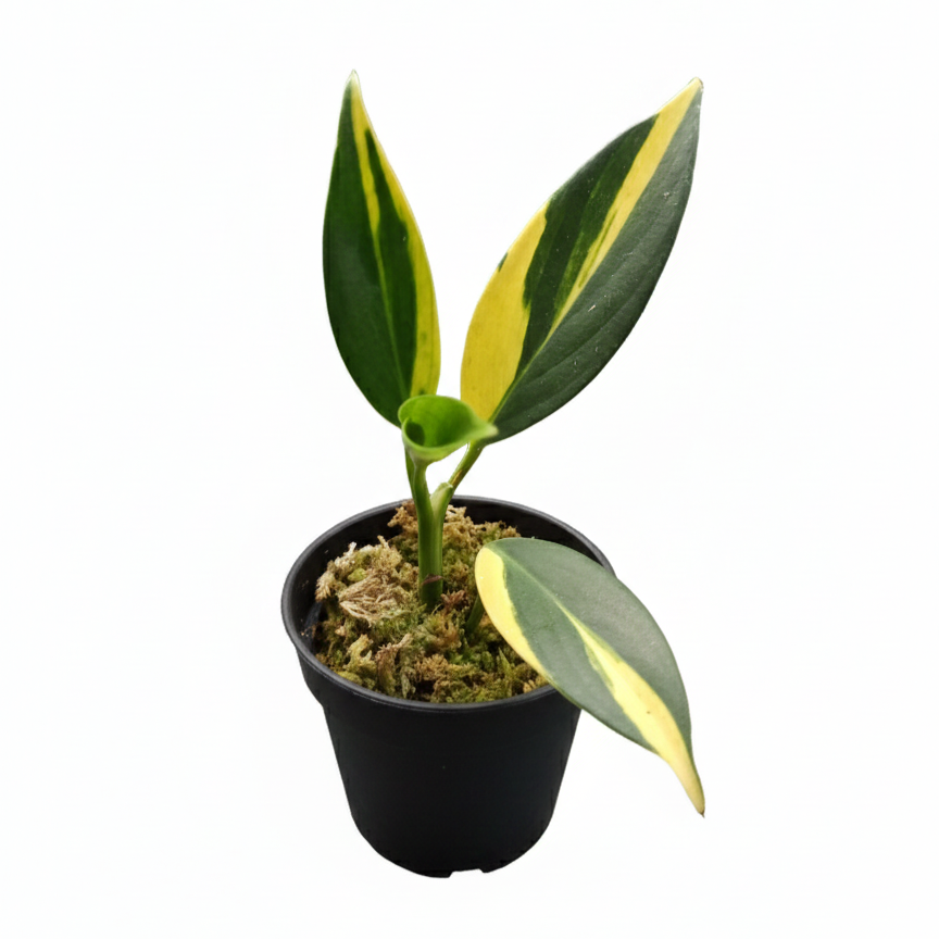 3 inch Scindapsus Coriaceus Variegated Rare Houseplant for sale, Leather-leaf Scindapsus plant for home office decoration