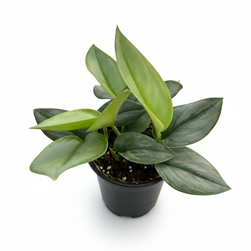 Satin Pothos Moonlight 4 inch grower pot for sale online, Shimmering silver indoor plants, Rare Scindapsus varieties