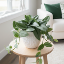 Sterling Silver Scindapsus 'Moonlight' Metallic Foliage Houseplant, A must-have, low-maintenance aroid