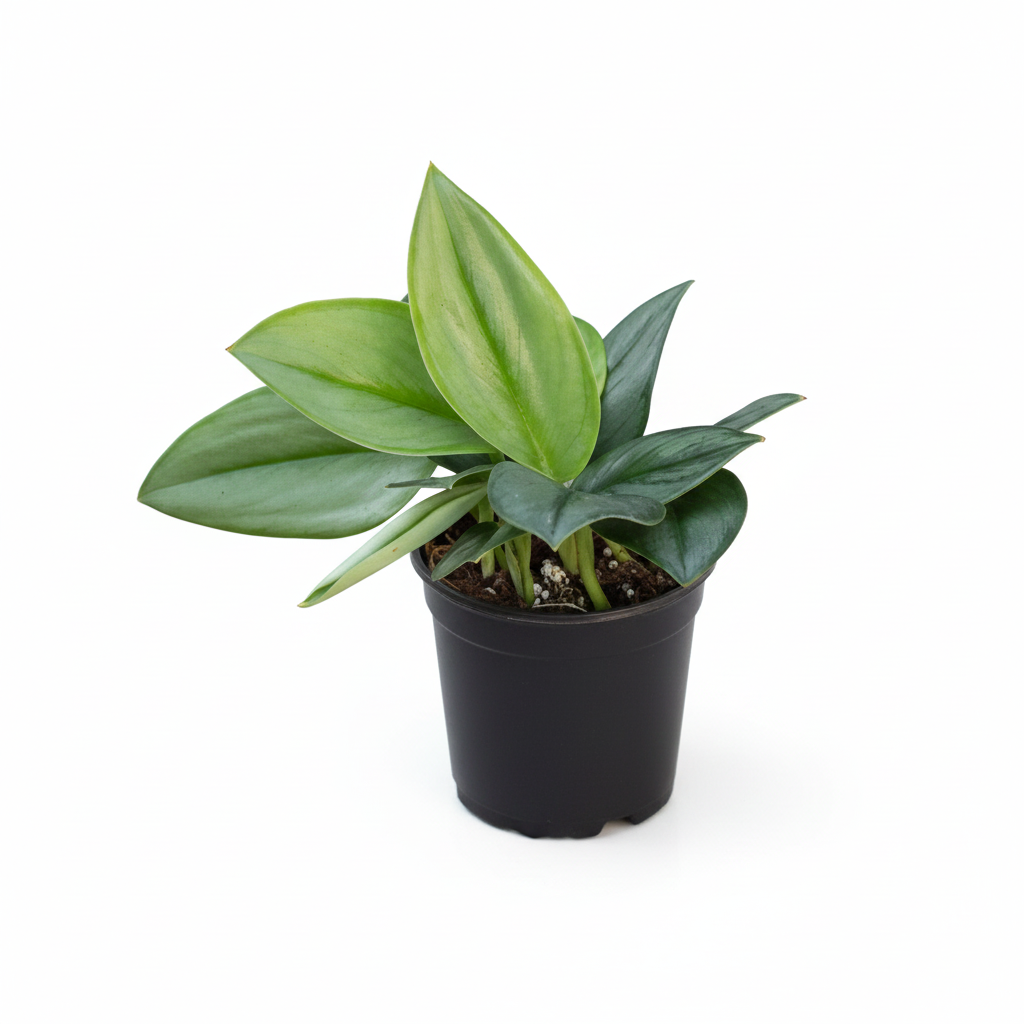 Sterling Silver Scindapsus 'Moonlight' Metallic Foliage Houseplant, A must-have, low-maintenance aroid
