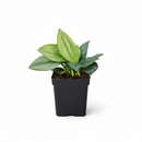 Shop the rare Scindapsus Treubii Moonlight 6 inch grower pot, Silver leaf houseplants for home decor ideas, Rare aroids for beginners