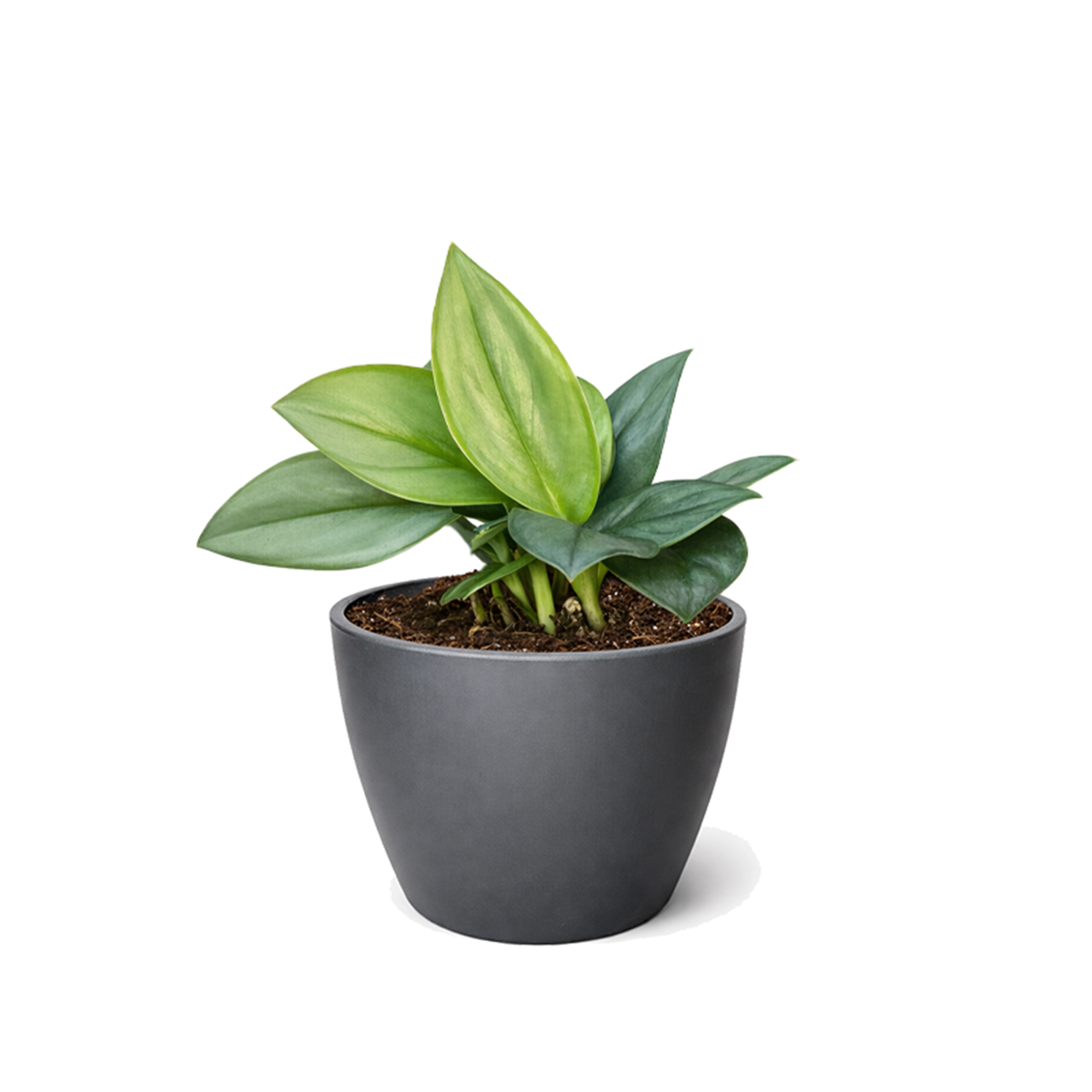 Shop the rare Scindapsus Treubii Moonlight 6 inch grower pot, Silver leaf houseplants for home decor ideas, Rare aroids for beginners