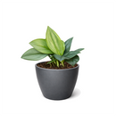 Shop the rare Scindapsus Treubii Moonlight 6 inch grower pot, Silver leaf houseplants for home decor ideas, Rare aroids for beginners