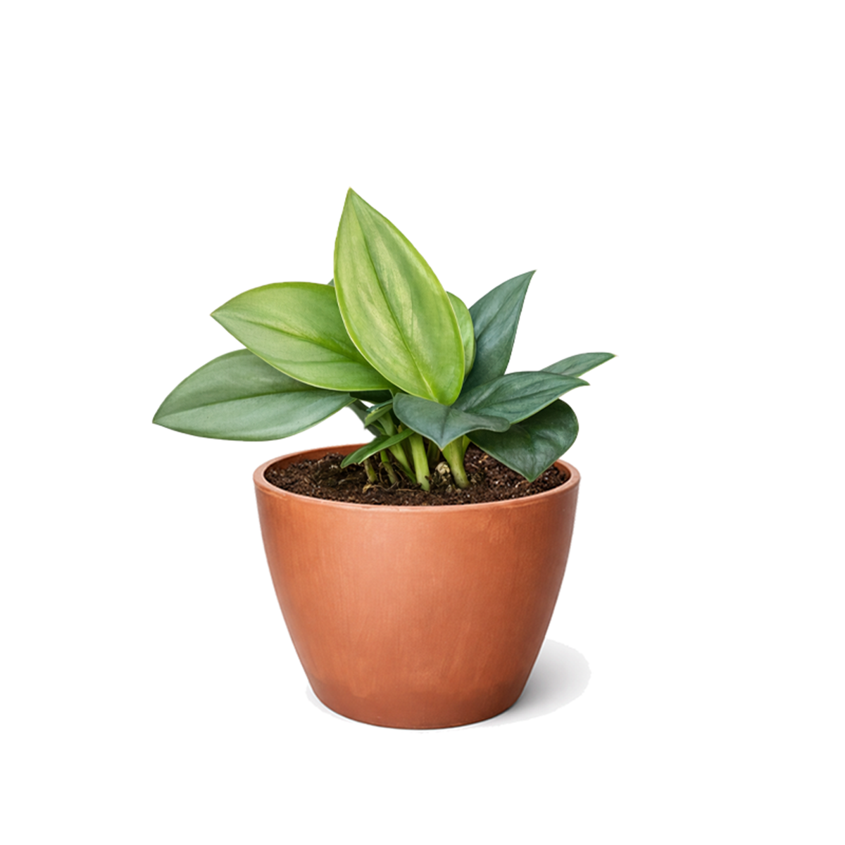 Shop the rare Scindapsus Treubii Moonlight 6 inch grower pot, Silver leaf houseplants for home decor ideas, Rare aroids for beginners