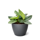 Shop the rare Scindapsus Treubii Moonlight 6 inch grower pot, Silver leaf houseplants for home decor ideas, Rare aroids for beginners