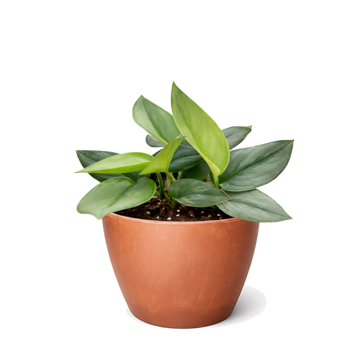 Shop the rare Scindapsus Treubii Moonlight 6 inch grower pot, Silver leaf houseplants for home decor ideas, Rare aroids for beginners