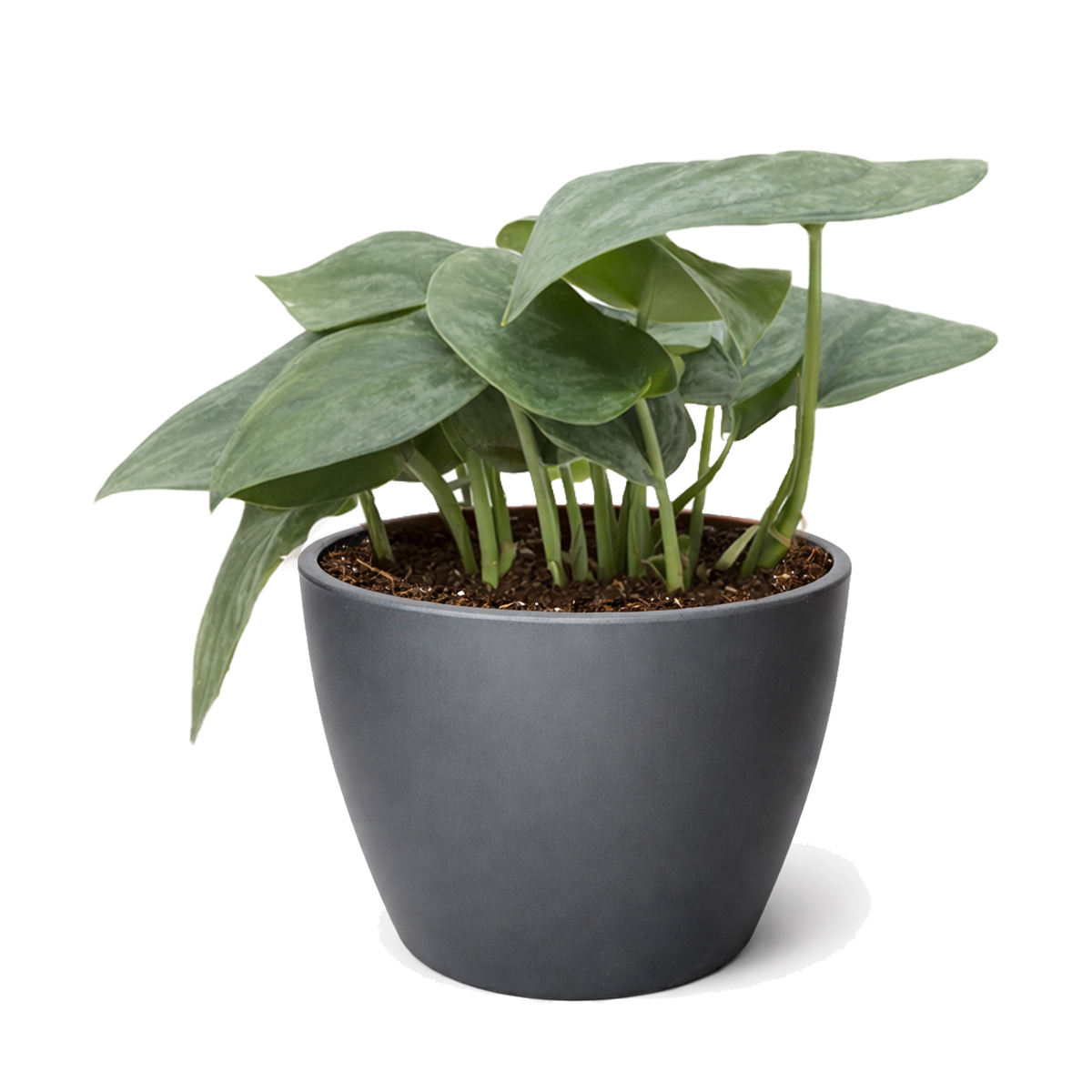 Buy Scindapsus Platinum Java 4 inch online. Scindapsus Platinum Java is prized for its silvery foliage and easy-care nature that makes it suitable for a wide range of indoor environments. It grows well in bright, indirect light with occasional watering once the soil begins to dry. This elegant trailing plant is a wonderful addition to homes, offices, and indoor plant collections.