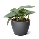 Buy Scindapsus Platinum Java 4 inch online. Scindapsus Platinum Java is prized for its silvery foliage and easy-care nature that makes it suitable for a wide range of indoor environments. It grows well in bright, indirect light with occasional watering once the soil begins to dry. This elegant trailing plant is a wonderful addition to homes, offices, and indoor plant collections.