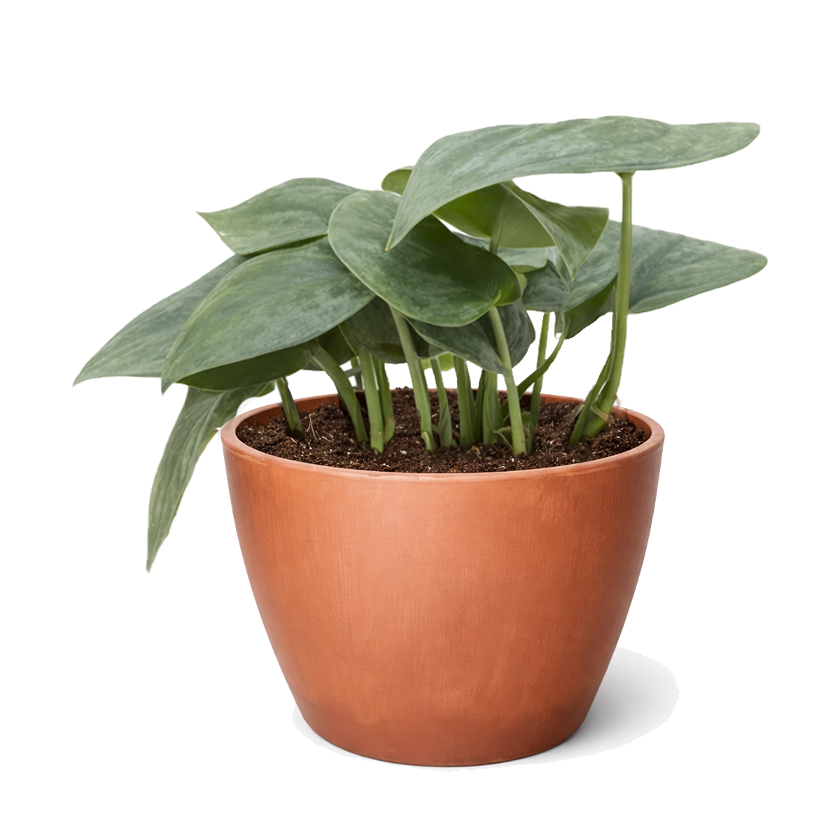 4 inch Scindapsus Platinum Java for sale. Scindapsus Platinum Java is a beautiful tropical vine with striking silver-green leaves and a graceful trailing habit. It prefers bright, indirect light and well-draining soil with moderate watering. This hardy houseplant is perfect for shelves, desks, and indoor greenery.