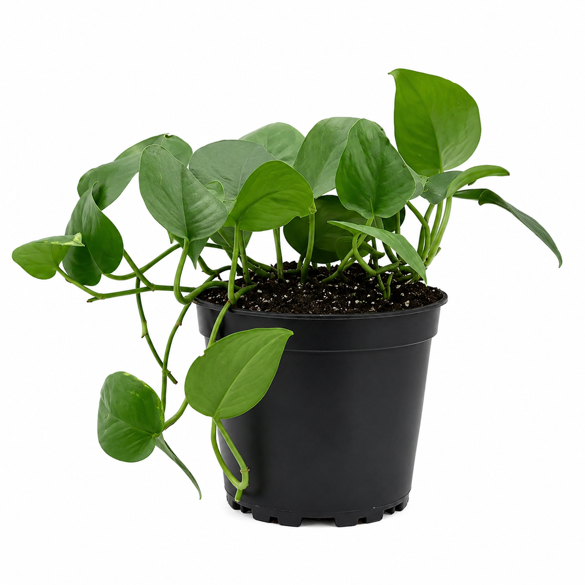 Buy Scindapsus Platinum Java 6 inch online. Scindapsus Platinum Java is a stunning trailing houseplant with silvery-green foliage that adds elegance to any indoor space. It thrives in bright, indirect light and prefers well-draining soil with moderate watering. This easy-care plant is perfect for hanging baskets, shelves, and indoor plant collections.