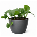 Buy Scindapsus Platinum Java 4 inch online. Scindapsus Platinum Java is prized for its silvery foliage and easy-care nature that makes it suitable for a wide range of indoor environments. It grows well in bright, indirect light with occasional watering once the soil begins to dry. This elegant trailing plant is a wonderful addition to homes, offices, and indoor plant collections.
