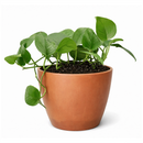 Buy Scindapsus Platinum Java 4 inch online. Scindapsus Platinum Java is prized for its silvery foliage and easy-care nature that makes it suitable for a wide range of indoor environments. It grows well in bright, indirect light with occasional watering once the soil begins to dry. This elegant trailing plant is a wonderful addition to homes, offices, and indoor plant collections.