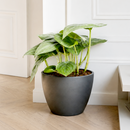 Buy Scindapsus Platinum Java 4 inch online. Scindapsus Platinum Java is prized for its silvery foliage and easy-care nature that makes it suitable for a wide range of indoor environments. It grows well in bright, indirect light with occasional watering once the soil begins to dry. This elegant trailing plant is a wonderful addition to homes, offices, and indoor plant collections.