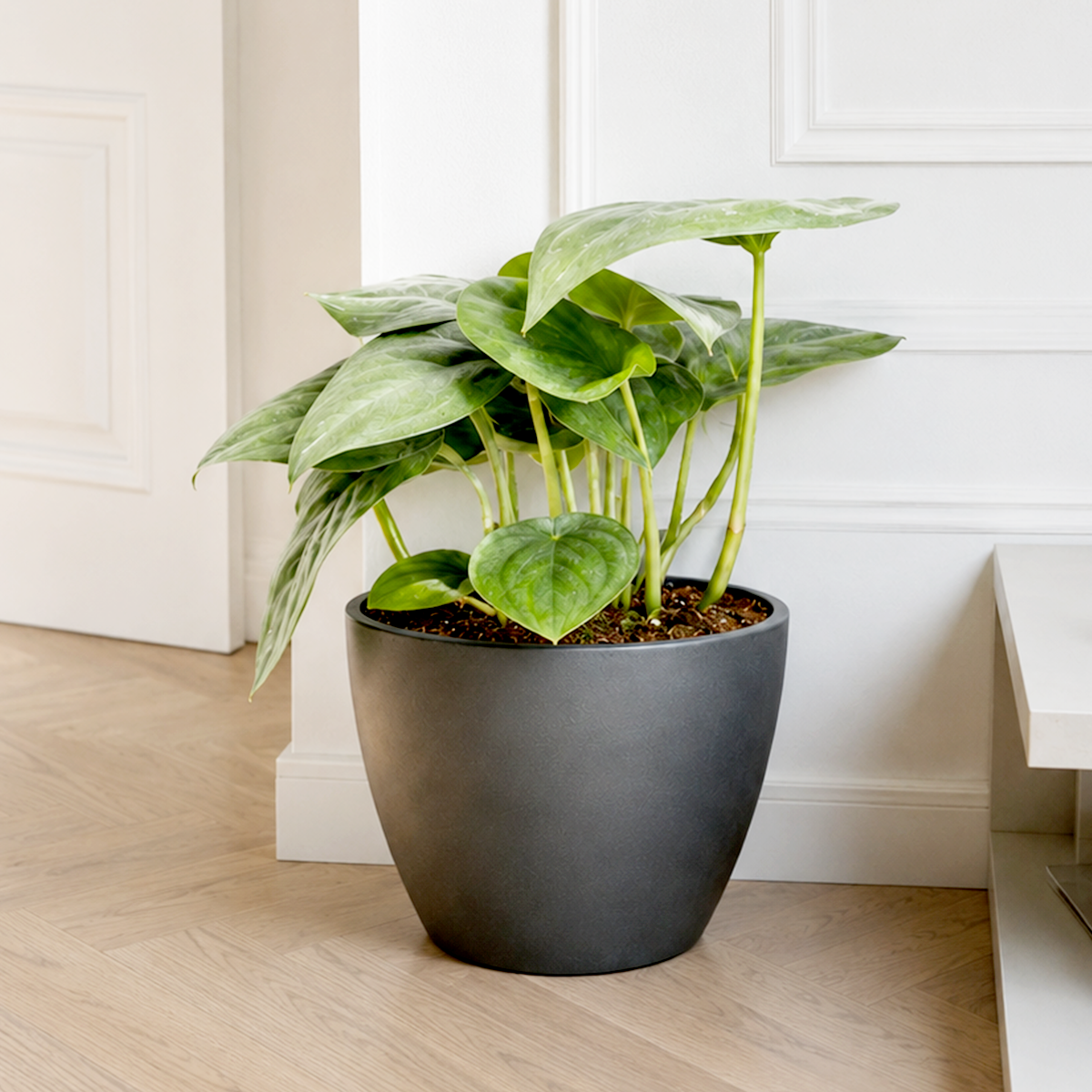 Buy Scindapsus Platinum Java 4 inch online. Scindapsus Platinum Java is a striking trailing houseplant with silvery-green foliage that adds a modern touch to any indoor space. It thrives in bright, indirect light and prefers well-draining soil with moderate watering. This easy-care plant is perfect for shelves, hanging baskets, and indoor plant collections.