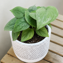 Buy Scindapsus Platinum Java 4 inch online. Scindapsus Platinum Java is prized for its silvery foliage and easy-care nature that makes it suitable for a wide range of indoor environments. It grows well in bright, indirect light with occasional watering once the soil begins to dry. This elegant trailing plant is a wonderful addition to homes, offices, and indoor plant collections.