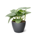 Buy Scindapsus Platinum Java Rare Silver Pothos Variety 4 inch for sale, Stunning Silver Hero Plant, Beautiful foliage houseplants for home decoration