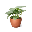 Buy Scindapsus Platinum Java Rare Silver Pothos Variety 4 inch for sale, Stunning Silver Hero Plant, Beautiful foliage houseplants for home decoration
