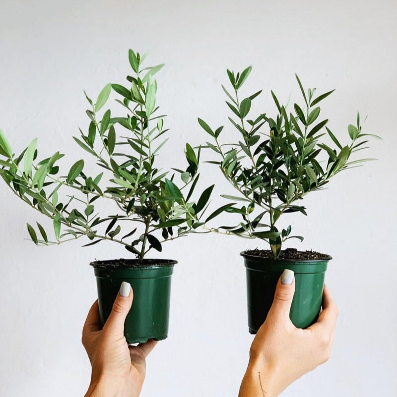 Live Olive Topiary Tree 4 inch for sale, Buy Outdoor Plants Online