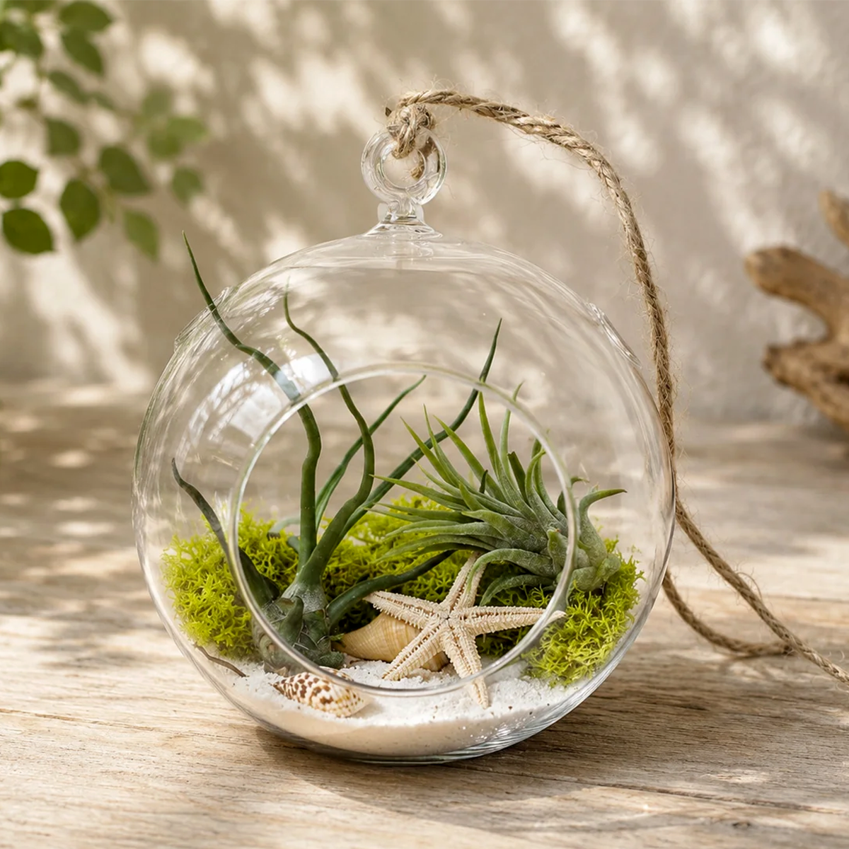 Seascape Terrarium with Tillandsia Air Plants, Easy Care Display