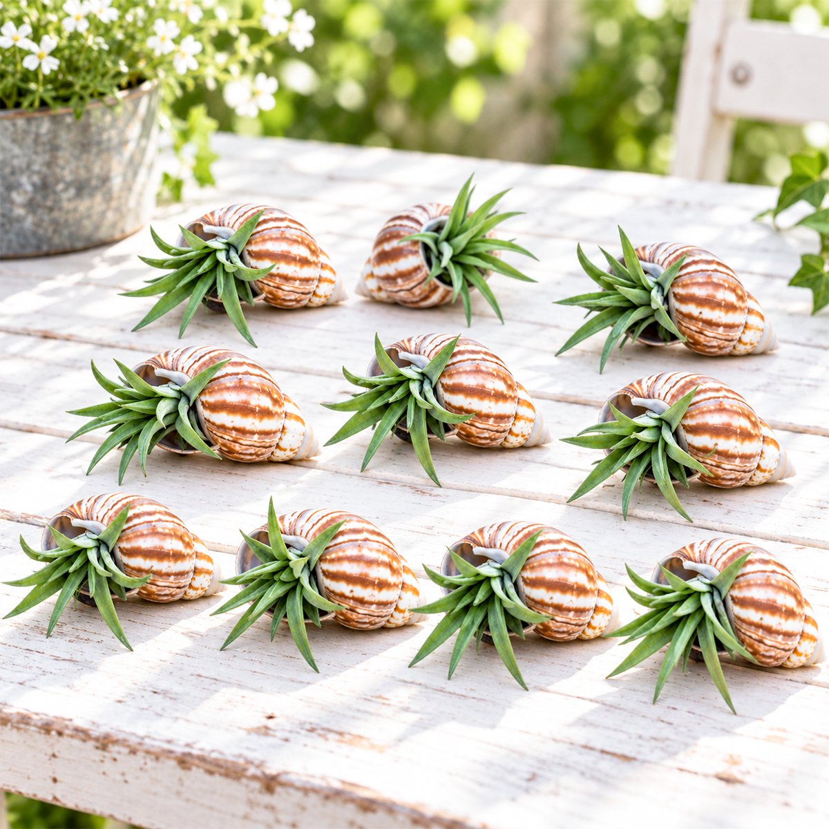 ten seashell-shaped magnets in varying pastel colors arranged in a grid, each holding a small live tillandsia air plant with thin green foliage, displayed on a white surface with gift packaging visible