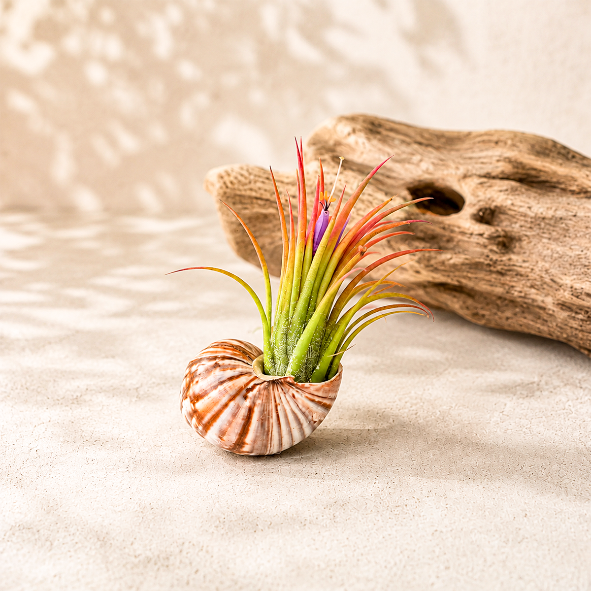 seashell magnet with tillandsia air plant for sale, single seashell air plant magnet, decorative refrigerator magnet with live air plant, coastal beach themed tillandsia decor, miniature seashell planter magnet, tropical air plant home decoration