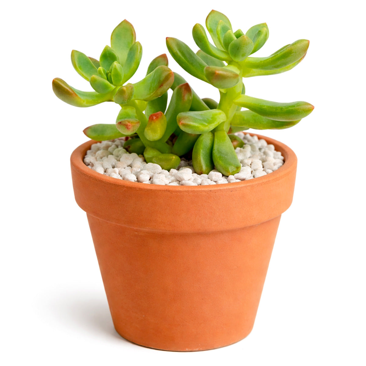 2 inch Sedeveria 'Sorrento', green succulents, indoor succulents, succulent care guide, buy succulents online