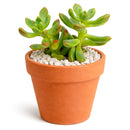 2 inch Sedeveria 'Sorrento', green succulents, indoor succulents, succulent care guide, buy succulents online