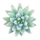 8-pack of 2" live plants for sale. Pick eight favorite plants and enjoy a variety of compact plants in 2" pots. Great for plant collections, gifting, decorating small spaces, and indoor gardening.