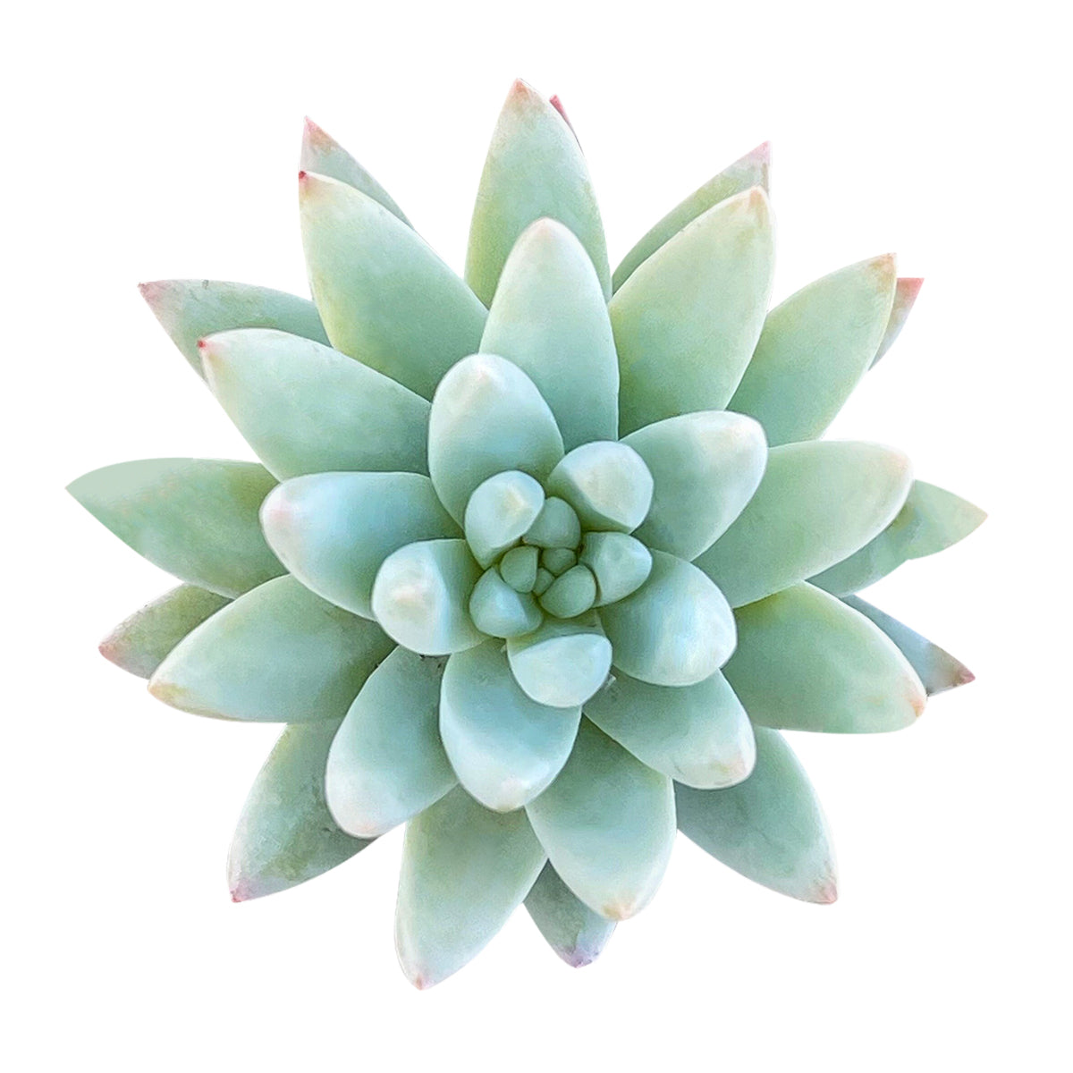 Sedeveria Blue Burrito