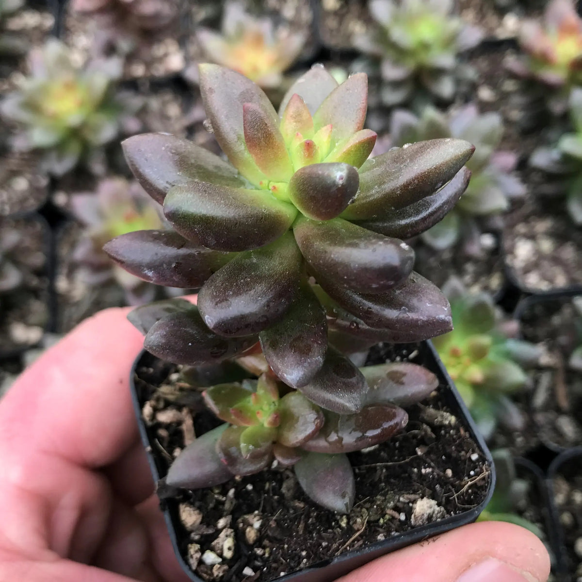 2 inch Sedeveria Jet Beads Succulent Plant for sale, Easy care succulent to grow, Unique Succulent Gift Ideas