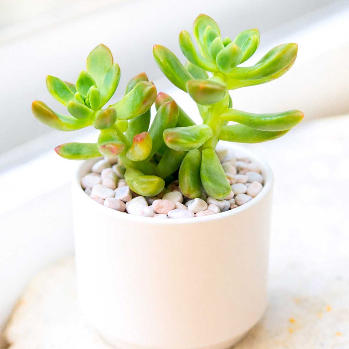 2 inch Sedeveria 'Sorrento', green succulents, indoor succulents, succulent care guide, buy succulents online