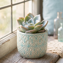 8-pack of 2" live plants for sale. Pick eight favorite plants and enjoy a variety of compact plants in 2" pots. Great for plant collections, gifting, decorating small spaces, and indoor gardening.