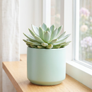 8-pack of 2" live plants for sale. Pick eight favorite plants and enjoy a variety of compact plants in 2" pots. Great for plant collections, gifting, decorating small spaces, and indoor gardening.