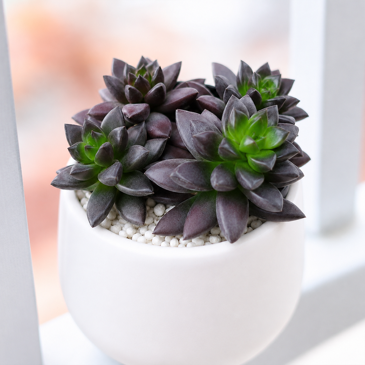 Sedeveria Jet Beads 2 inch for sale, deep burgundy to nearly black succulent foliage, drought tolerant succulent houseplant, low maintenance succulent plant, decorative potted succulent, unique colorful succulent variety, collectible Sedeveria hybrid