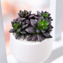 buy sedeveria jet beads live succulent 4 inch online, velvety dark copper and burgundy leaf tones, rosette-forming dense clusters on short spreading stems, non-toxic and safe for homes with pets and children, easy-care soak-and-dry watering routine