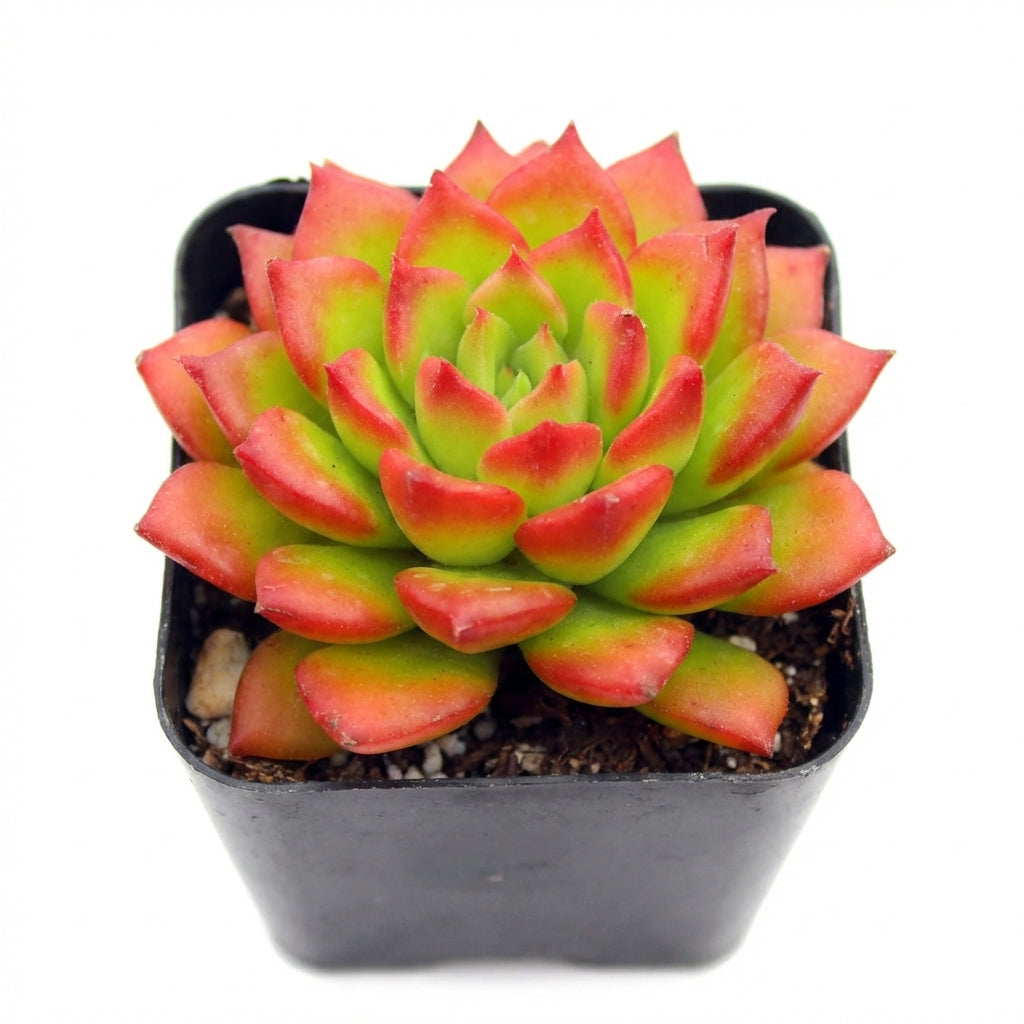 2 inch Sedeveria 'Letizia', green succulents, indoor succulents, succulent care guide, buy succulents online