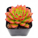 Close-up of a Sedeveria 'Letizia', green succulents, indoor succulents, succulent care guide, buy succulents online