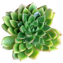 Close-up of a Sedeveria 'Letizia', green succulents, indoor succulents, succulent care guide, buy succulents online