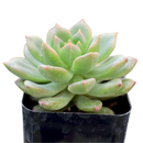 Close-up of a Sedeveria 'Letizia', green succulents, indoor succulents, succulent care guide, buy succulents online